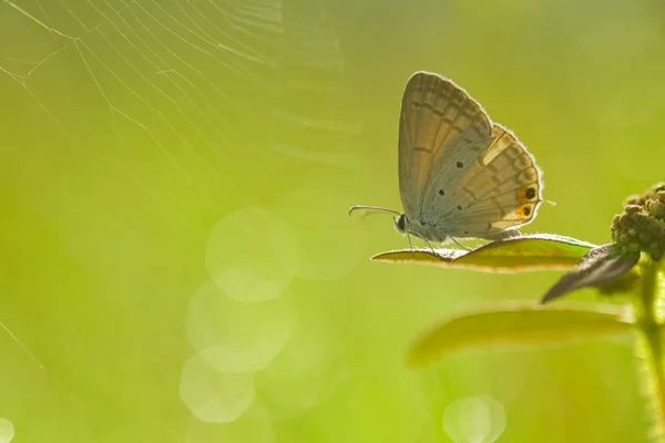 Borboleta Borboleta Flor Selvagem Fundo Bokeh — Fotografia de Stock