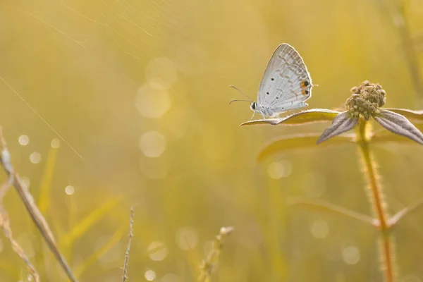 Vlinder Vlinder Wilde Bloem Bokeh Achtergrond — Stockfoto