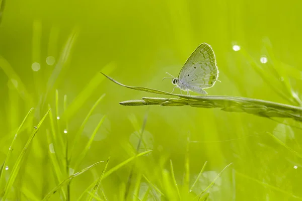 Papillon Papillon Sur Fleur Sauvage Sur Fond Bokeh — Photo