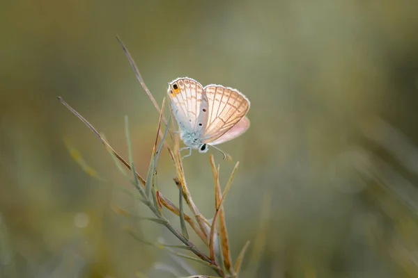 Borboleta Borboleta Flor Selvagem Fundo Bokeh — Fotografia de Stock