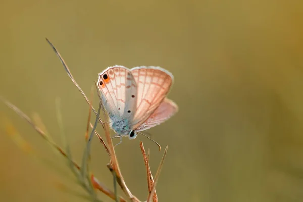 Vlinder Vlinder Wilde Bloem Bokeh Achtergrond — Stockfoto