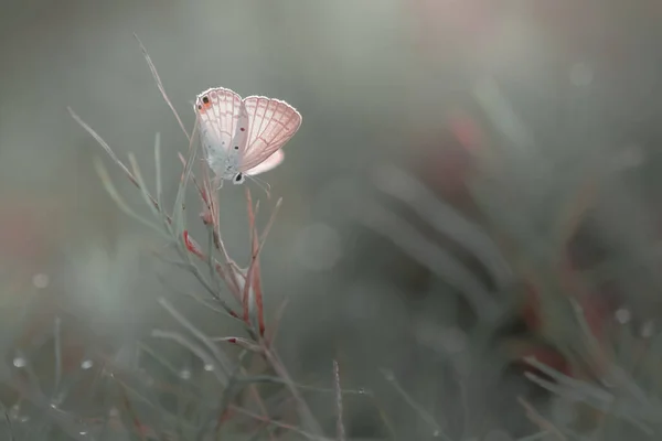蝴蝶在野花上的蝴蝶背景 — 图库照片
