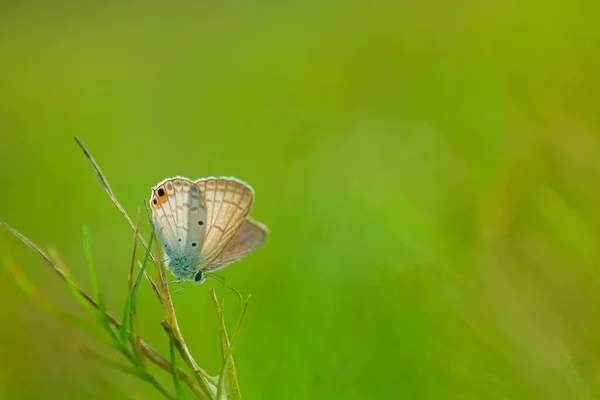 Vlinder Vlinder Wilde Bloem Bokeh Achtergrond — Stockfoto