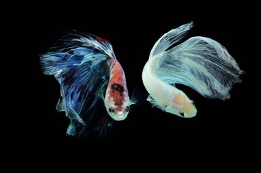 balık, betta balığı, betta balığı siyah arka planda geziniyor.