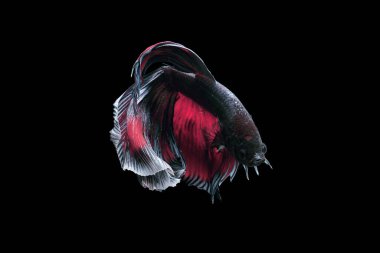 balık, betta balığı, betta balığı siyah arka planda geziniyor.