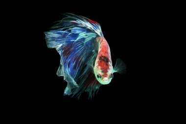 balık, betta balığı, betta balığı siyah arka planda geziniyor.