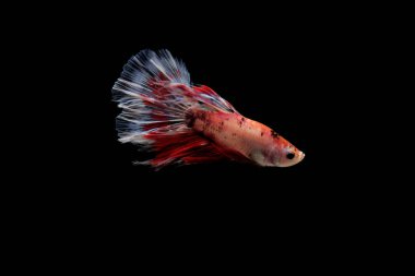 balık, betta balığı, betta balığı siyah arka planda geziniyor.
