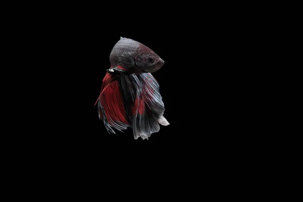 fish, betta fish, betta fish swerving on a black background