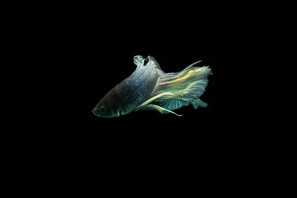 Рыба Бетта Рыба Бетта Рыба Свернувшаяся Черном Фоне — стоковое фото