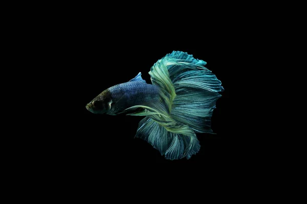 Peixe Peixe Betta Peixe Betta Balançando Fundo Preto — Fotografia de Stock