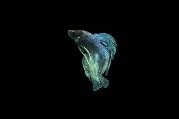 Рыба Бетта Рыба Бетта Рыба Свернувшаяся Черном Фоне — стоковое фото