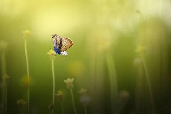 Borboleta Foto Uma Borboleta Uma Flor Silvestre Fundo Bokeh — Fotografia de Stock