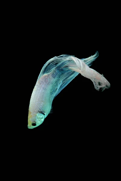 Betta Fish Betta Fish Auf Schwarzem Hintergrund Bewegung — Stockfoto