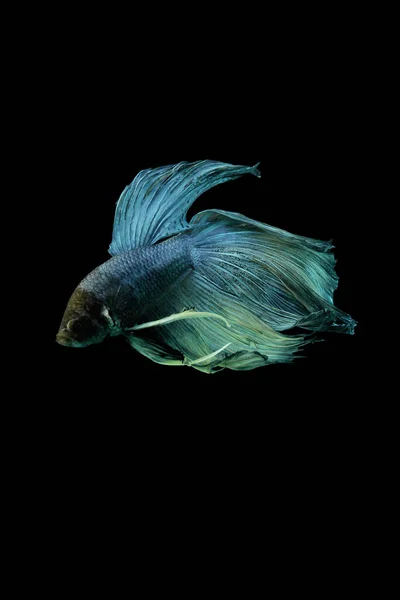 Betta Fish Betta Fish Auf Schwarzem Hintergrund Bewegung — Stockfoto