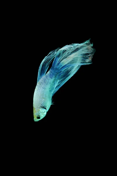 Betta Fish Betta Fish Auf Schwarzem Hintergrund Bewegung — Stockfoto