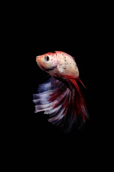 Peixe Betta Peixe Betta Fundo Preto Movimento — Fotografia de Stock