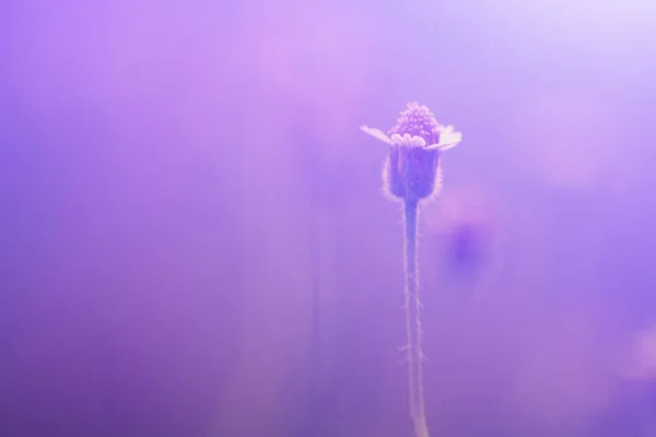 Bokeh Background Background Blur Wildflowers Taken Morning — 图库照片