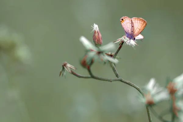 Φωτογραφία Της Πεταλούδας Χρώμα Των Δικαιωμάτων Διάθεσης Δωρεάν Φωτογραφία Αρχείου — Φωτογραφία Αρχείου