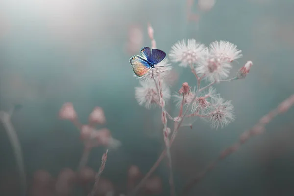Бабочка Диком Цветке Боке Фоне — стоковое фото