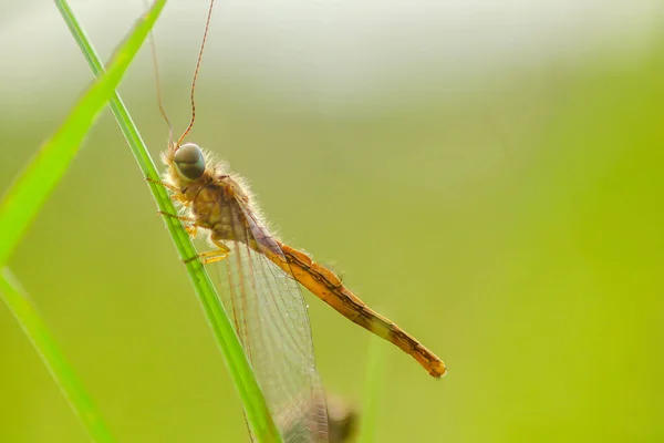 Libélula Libélula Nas Ervas Daninhas Pela Manhã — Fotografia de Stock