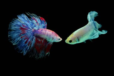 Beta balığı, siyam dövüşçüsü balığı, kara arka planda izole edilmiş betta ihtişamı, siyah arka planda balık, çok renkli Siyam dövüşçü balığı,