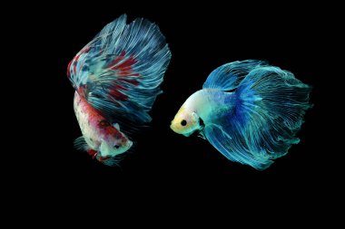 Beta balığı, siyam dövüşçüsü balığı, kara arka planda izole edilmiş betta ihtişamı, siyah arka planda balık, çok renkli Siyam dövüşçü balığı,