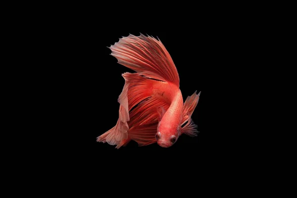 Betta Ψάρια Σιαμαία Ψάρια Καταπολέμηση Betta Splendens Απομονώνονται Μαύρο Φόντο — Φωτογραφία Αρχείου