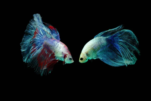 Betta fish, siamese fighting fish, betta splendens isolated on black background, fish on black background, Multi color Siamese fighting fish,