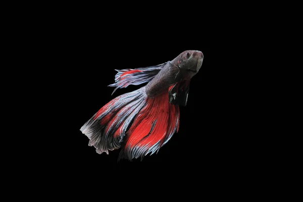 Betta fish, siamese fighting fish, betta splendens isolated on black background, fish on black background, Multi color Siamese fighting fish,