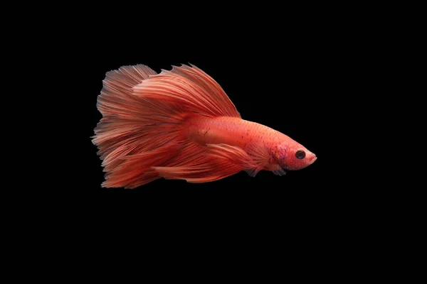 Betta Fish Pesce Combattente Siamese Betta Splendens Isolato Fondo Nero — Foto Stock