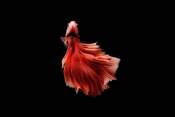 Betta fish, siamese fighting fish, betta splendens isolated on black background, fish on black background, Multi color Siamese fighting fish,