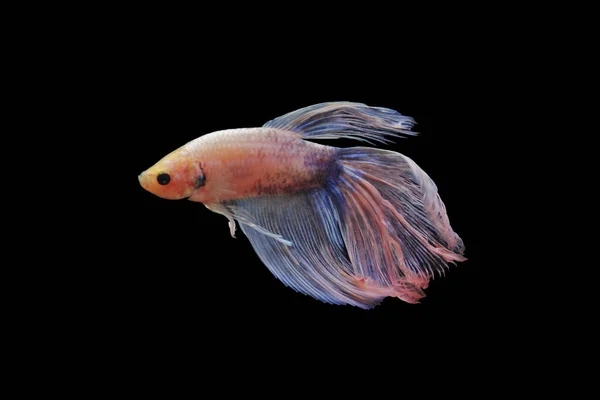 Betta fish, siamese fighting fish, betta splendens isolated on black background, fish on black background, Multi color Siamese fighting fish,