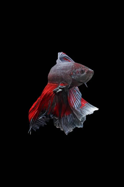 Betta Fish Siamese Fighting Fish Betta Splendens Isolado Fundo Preto — Fotografia de Stock