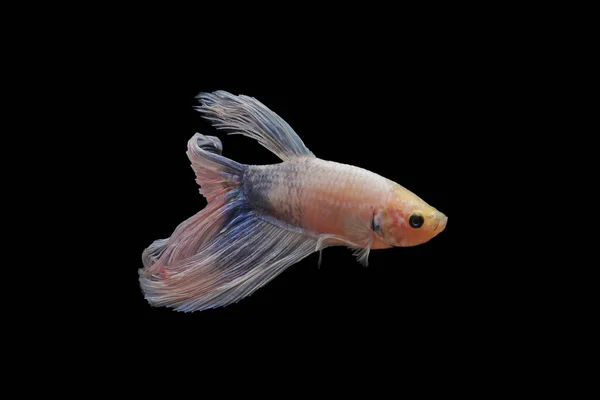 Betta fish, siamese fighting fish, betta splendens isolated on black background, fish on black background, Multi color Siamese fighting fish,