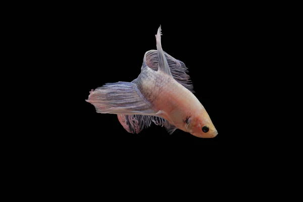 Betta fish, siamese fighting fish, betta splendens isolated on black background, fish on black background, Multi color Siamese fighting fish,