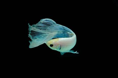 Beta balığı, siyam dövüşçüsü balığı, kara arka planda izole edilmiş betta ihtişamı, siyah arka planda balık, çok renkli Siyam dövüşçü balığı