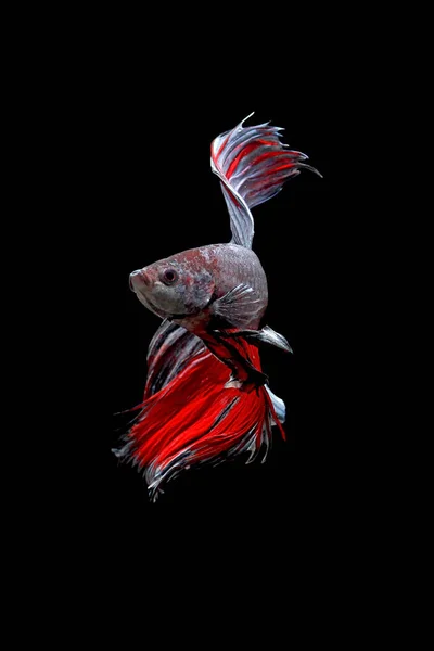 Betta Ψάρια Σιαμαία Ψάρια Καταπολέμηση Betta Splendens Απομονώνονται Μαύρο Φόντο — Φωτογραφία Αρχείου