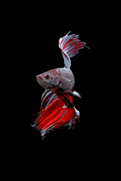 Betta fish, siamese fighting fish, betta splendens isolated on black background, fish on black background, Multi color Siamese fighting fish