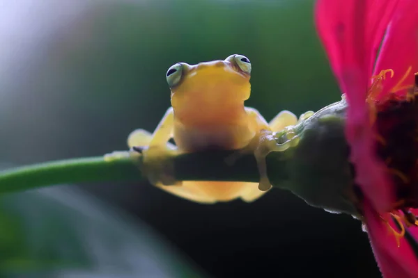 Vliegende Kikker Close Gezicht Een Twijg Javan Boomkikker Opknoping Groene — Stockfoto