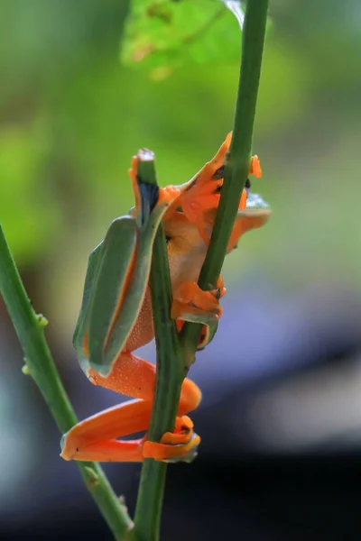 Sapo Voador Close Rosto Galho Sapo Árvore Javan Pendurado Folhas — Fotografia de Stock