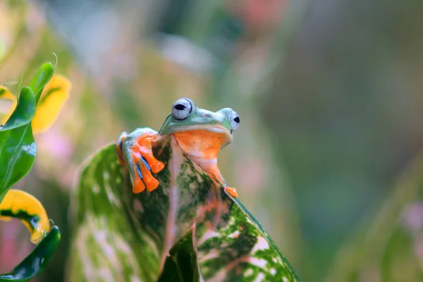 Vliegende Kikker Close Gezicht Een Twijg Javan Boomkikker Opknoping Groene — Stockfoto