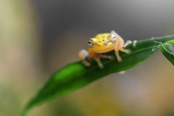 Uçan Kurbağa Bir Dal Üzerinde Yakın Yüz Yeşil Yapraklar Üzerinde — Stok fotoğraf