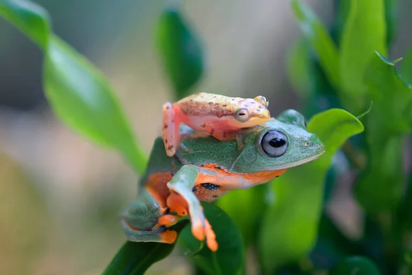 Vliegende Kikker Close Gezicht Een Twijg Javan Boomkikker Opknoping Groene — Stockfoto