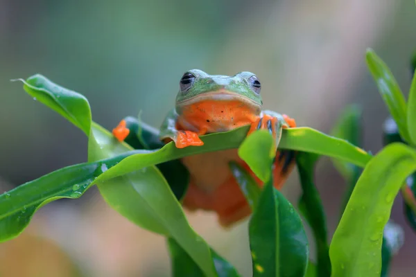 小枝の上に飛ぶカエルのクローズアップ顔 緑の葉にぶら下がっているジャワの木のカエル アカゲザルRenwardtii — ストック写真