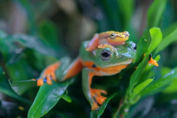 Vliegende Kikker Close Gezicht Een Twijg Javan Boomkikker Opknoping Groene — Stockfoto