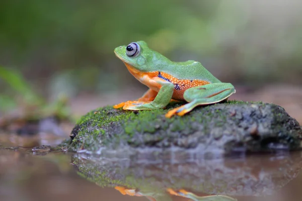 Vliegende Kikker Close Gezicht Een Twijg Javan Boomkikker Opknoping Groene — Stockfoto