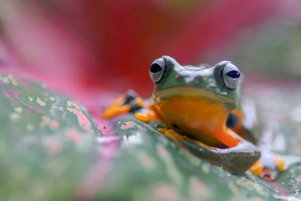 Flygande Groda Närbild Ansikte Kvist Javan Träd Groda Hängande Gröna — Stockfoto