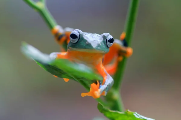 Flying Frog Closeup Face Twig Javan Tree Frog Hanging Green — Stock Photo, Image