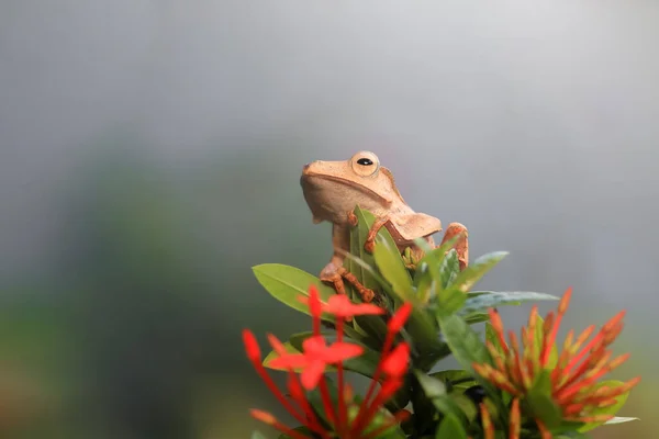 Flying Frog Closeup Face Twig Javan Tree Frog Hanging Green — Stock Photo, Image