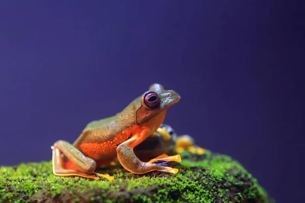 Uçan Kurbağa Bir Dal Üzerinde Yakın Yüz Yeşil Yapraklar Üzerinde — Stok fotoğraf